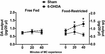 Norepinephrine in the Medial Pre-frontal Cortex Supports Accumbens Shell Responses to a Novel Palatable Food in Food-Restricted Mice Only